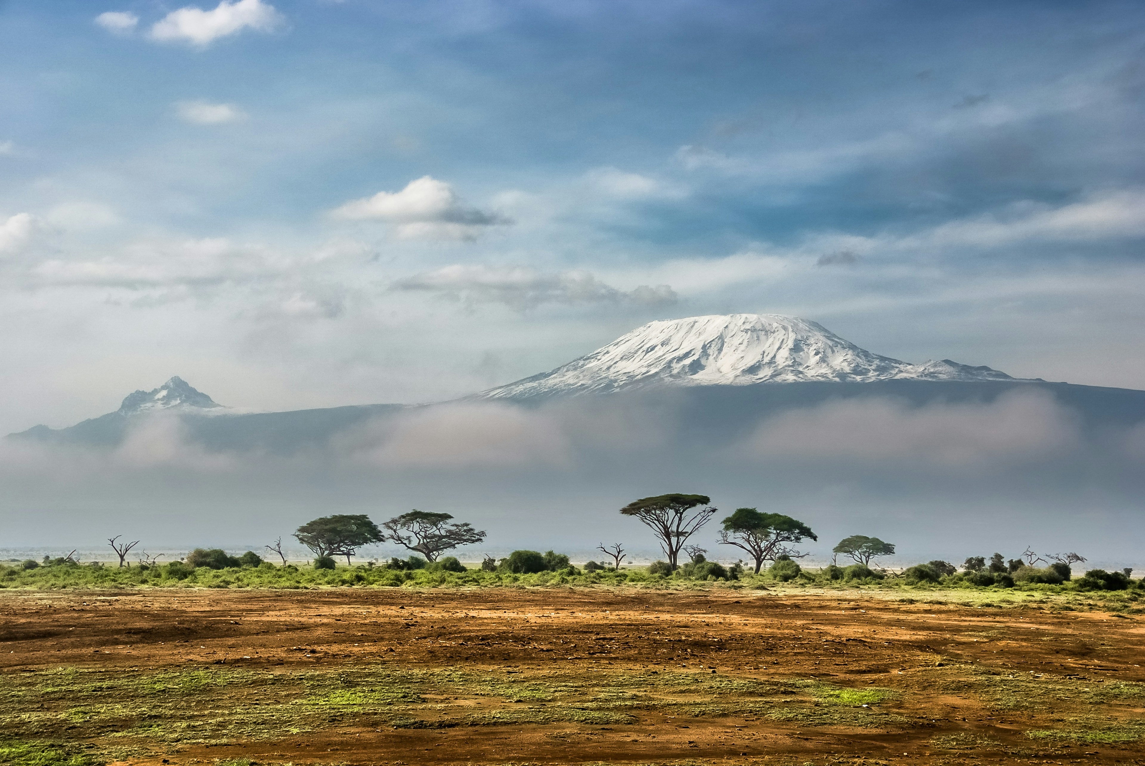 Snow-capped mountain beyond a line of acacia trees on an open grassy plain under a blue sky